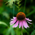 The Power of Echinacea: How Can it Help You Feel Better?