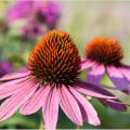 Can Echinacea be Safely Used by Kids?