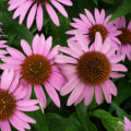 Can you drink while taking echinacea?