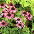 Echinacea Gummies: An Effective Remedy for Colds and Flu?