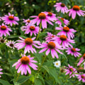 The Incredible Benefits of Taking Echinacea Gummies: A Comprehensive Guide