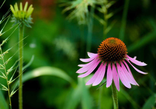 Can Echinacea Improve Liver Health?