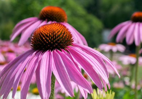 Does echinacea fight bacterial infection?