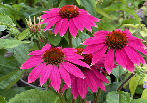 Is it Safe to Take Echinacea Every Day? - An Expert's Perspective