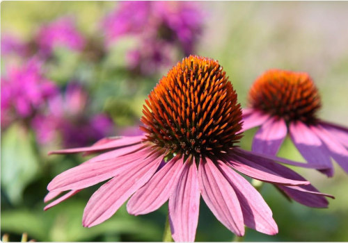 Can Echinacea be Safely Used by Kids?