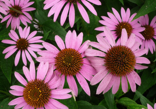 Can you drink while taking echinacea?