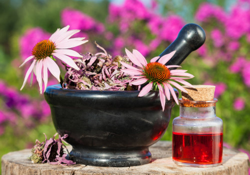 How much echinacea for immune support?