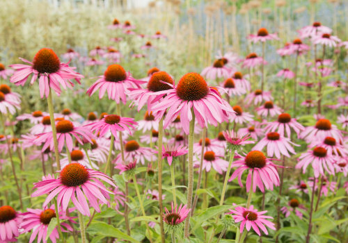 Does Echinacea Help Fight the Common Cold?