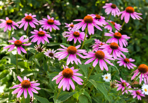 The Incredible Benefits of Taking Echinacea Gummies: A Comprehensive Guide