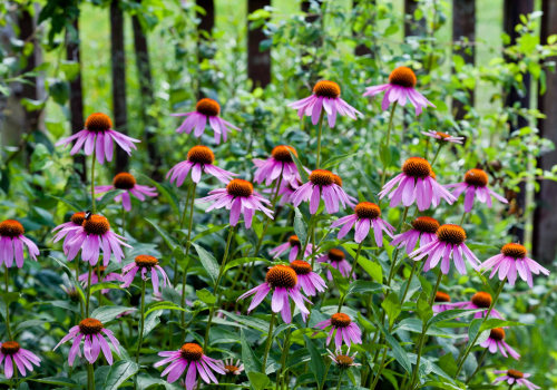 Is it Safe to Take Echinacea Supplements While Pregnant or Breastfeeding?